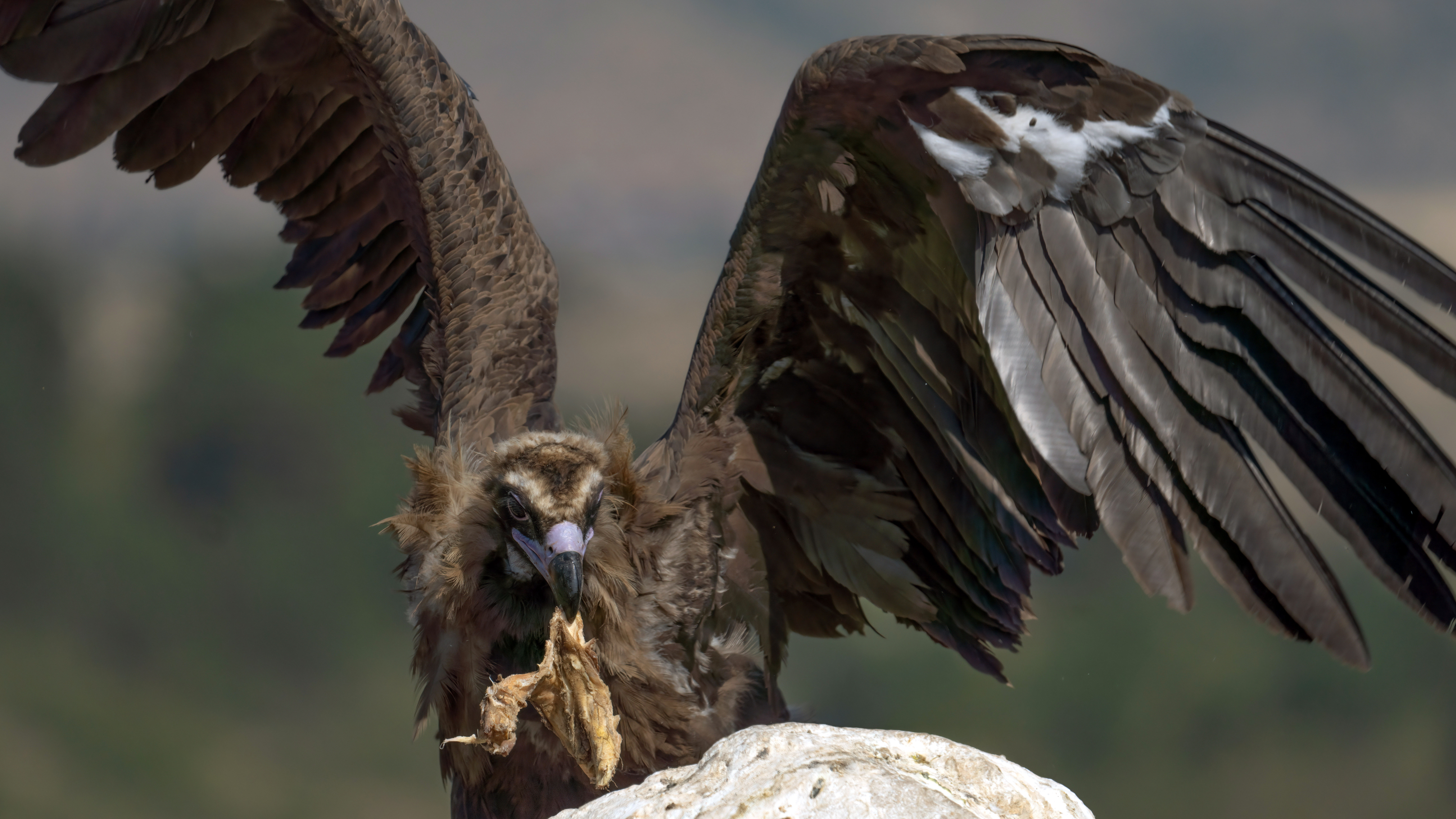 Cinereous Vulture